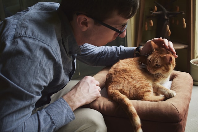 Stérilisation pour animal