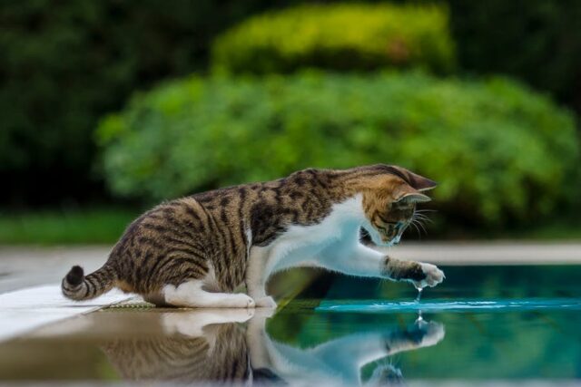 Jeux d'eau pour les animaux