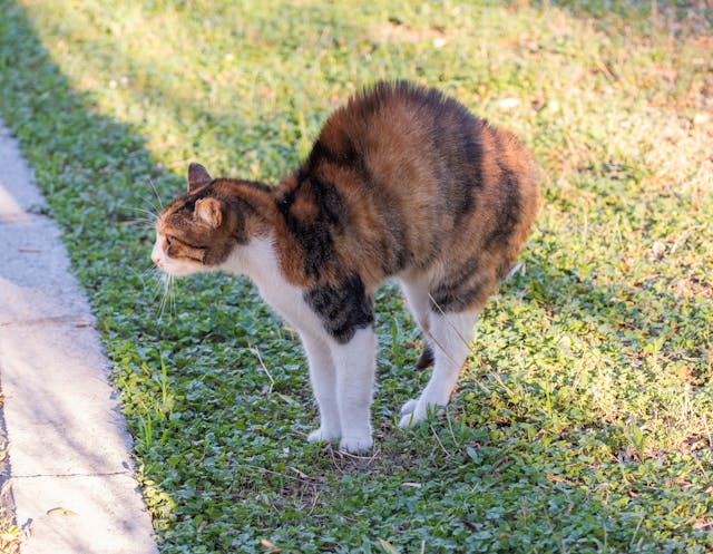 Langage corporel des chats