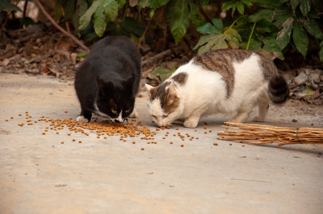 Alimentation pour chat