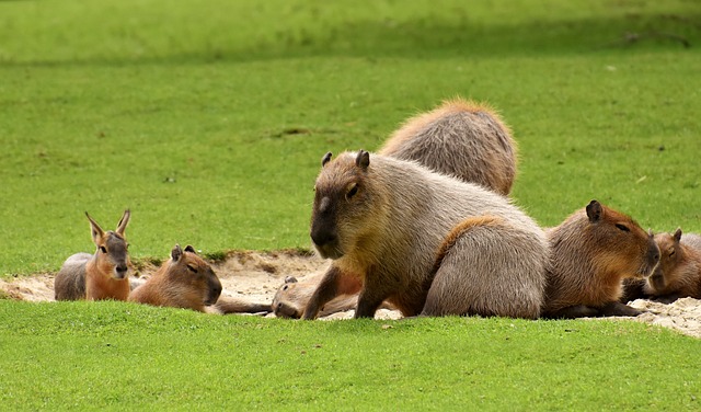 Les parcs animaliers