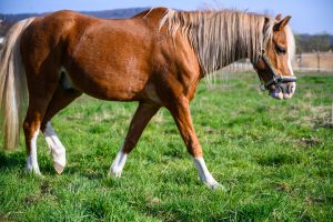 Comment bien choisir son assurance cheval au meilleur prix ?