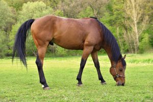 Comment bien choisir son assurance cheval au meilleur prix ?