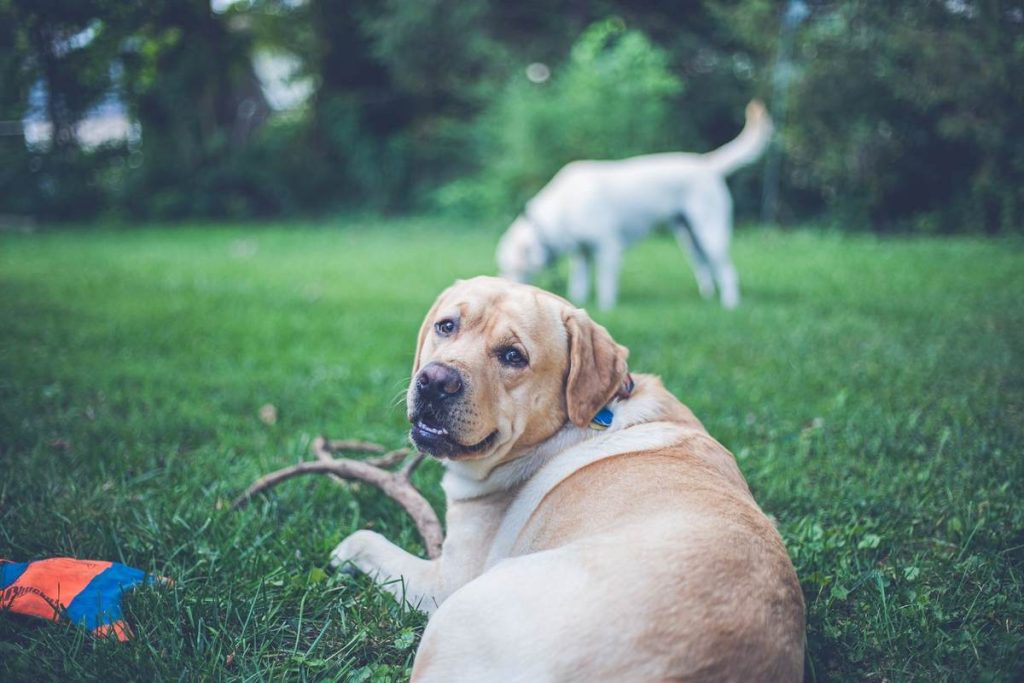 Labrador assis sur l'herbe, un autre chien en arrière-plan, jouets colorés à proximité