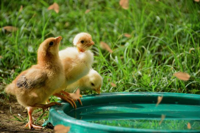 Abreuvoir volaille : garantir une eau propre pour vos animaux